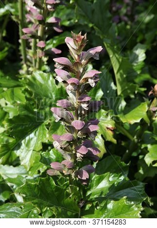 The Plant, Bear's Breeches With The Botanical Name Acanthus Mollis