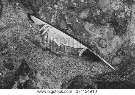 A Black And White Magpie Feather Lies On The Sand. Seasonal Summer Bird Moult