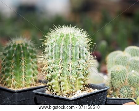 Cactus Tree Green Trunk Has Sharp Spikes Around In Garden