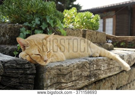 A Large Street Ginger Cat Sleeping On The Steps In The Beautiful Green Garden. Red Cat Relaxed And B