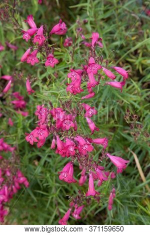 Pink Beardtongue Plants In Full Bloom In An English Country Garden