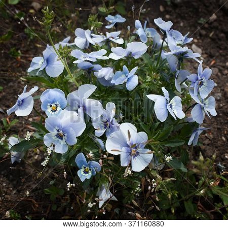 Small Blue Flowers Called Johnny Jump Up Flowers A Species Of Violets Botanical Name Viola Tricolor