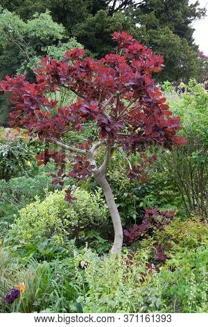 A Red Smoke Tree Also Known By The Botanical Name Cotinus Coggygria