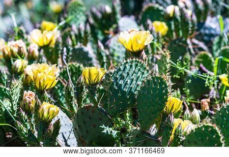 Blooming Opuntia Cactus