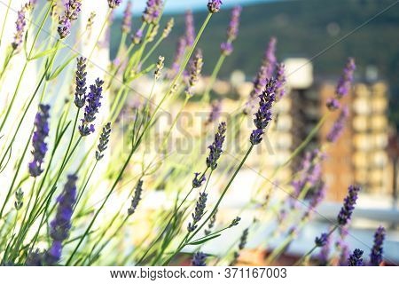Flowering Lavandula Plant In A Summer Garden