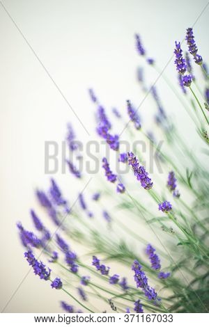 Flowering Lavandula Plant In A Summer Garden