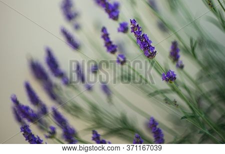 Flowering Lavandula Plant In A Summer Garden