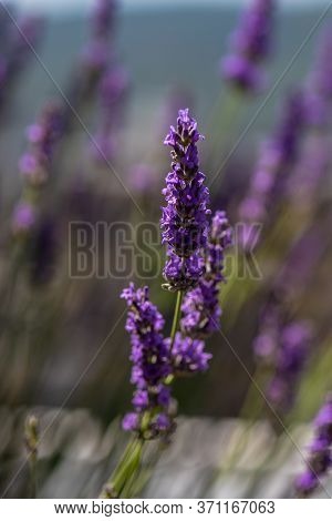 Flowering Lavandula Plant In A Summer Garden