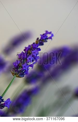 Flowering Lavandula Plant In A Summer Garden