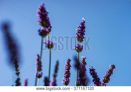 Flowering Lavandula Plant In A Summer Garden