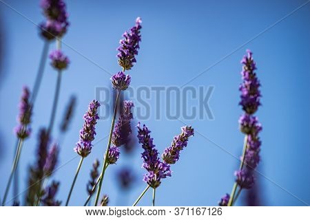 Flowering Lavandula Plant In A Summer Garden