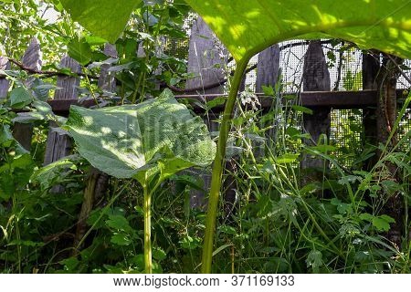 huge burdocks near the old village fence