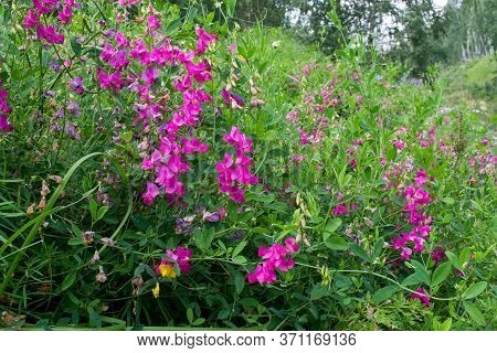 small wild red flowers on the hillside