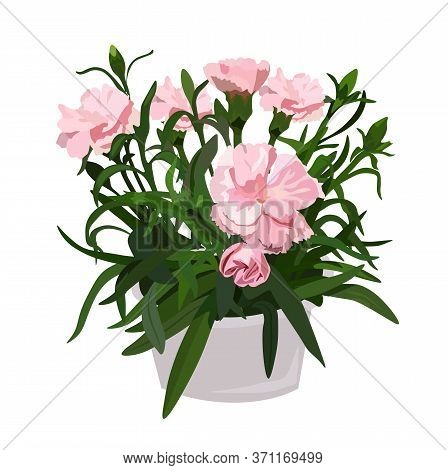 Vector Stock Illustration Of A Clove Sprig In A Pot. Pink Flower Bud For A Bouquet, Watercolor Green
