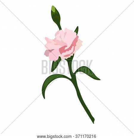 Stock Vector Illustration Of A Sprig Of Clove. Delicate Pink Flower Bud For Bouquet, Postcards, Wate