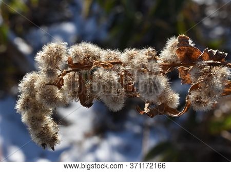The Fluffy Winter Cocoon Under The Sun In Sapporo Japan