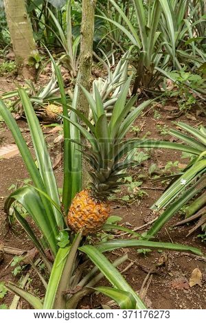 Young Pineapple Ripens In Tropical Jungle On Bali Island. Pineapple Comosus Ripens And Acquires Oran