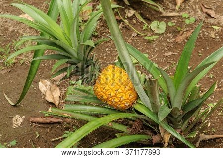 Young Pineapple Ripens In Tropical Jungle On Bali Island. Pineapple Comosus Ripens And Acquires Oran