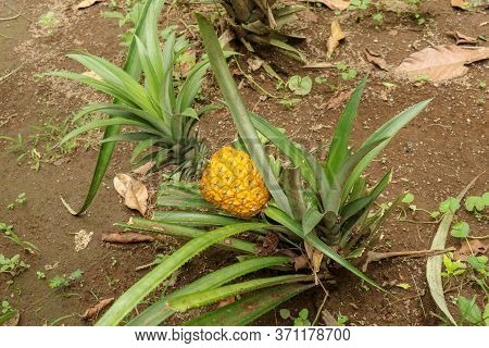 Young Pineapple Ripens In Tropical Jungle On Bali Island. Pineapple Comosus Ripens And Acquires Oran