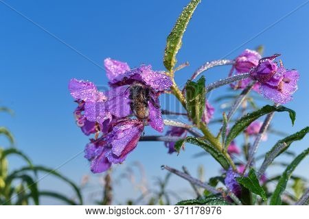 sleeping bumblebee in a flower with dew drops