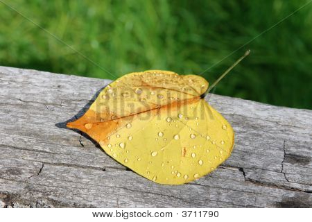 Redbud list