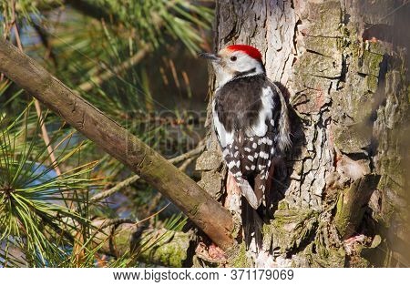 Middle Spotted Woodpecker, Dendrocopos Medius. Sunny Morning In The Forest, A Bird Sits On A Pine Br