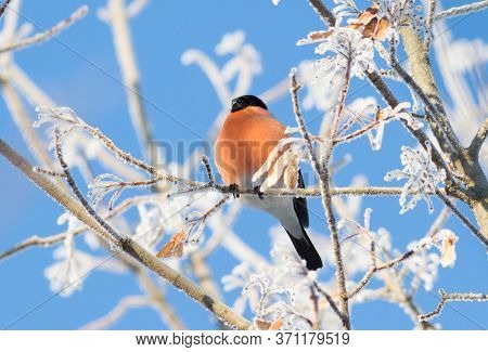 Bullfinch, Pyrrhula. Sunny Winter Frosty Morning. Bullfinch Sits On A Branch That Is Covered With Ho