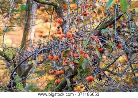 A Branches Of A Persimmon Tree With Ripe Persimmon Fruit In Autumn Garden