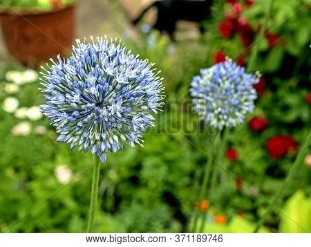 Blooming Blue Decorative Onion Plant With The Latin Name Allium Caeruleum On A Blurred Natural Backg