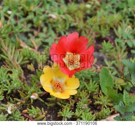 Colorful Portulak Flowers Bloom In Summer Garden