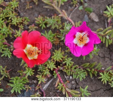 Colorful Portulak Flowers Bloom In Summer Garden