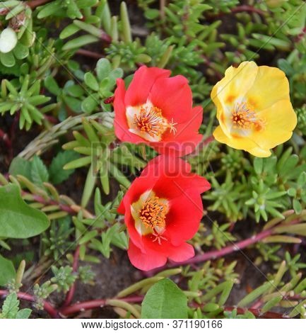 Colorful Portulak Flowers Bloom In Summer Garden