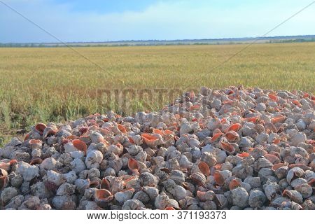The Photo Was Taken In Odessa Region In Ukraine. The Picture Shows A Mountain Of Mollusk Shells Call