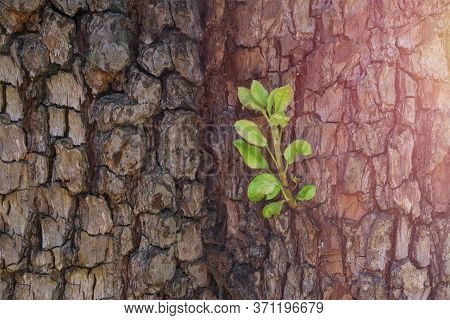 Little Branch Is Growing On Tree Trank. Concept Of Saving Nature. Copy Space