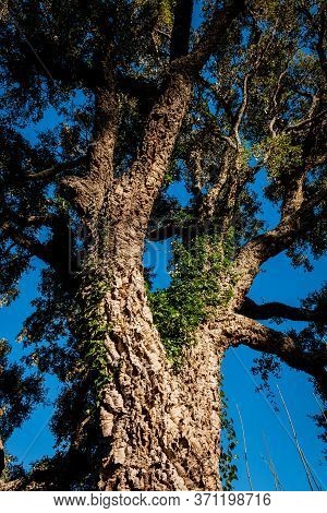 Cork Oak Along The Path In Castagneto Carducci, In The Heart Of The Maremma Of Livorno, In The Cente