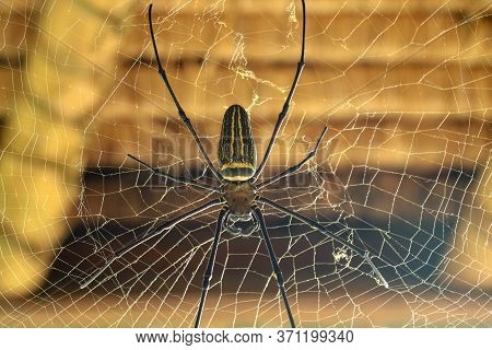 Nephila Pilipes Or Golden Orb-web Spider. Giant Banana Spider Is Waiting For His Victim. Macro Close
