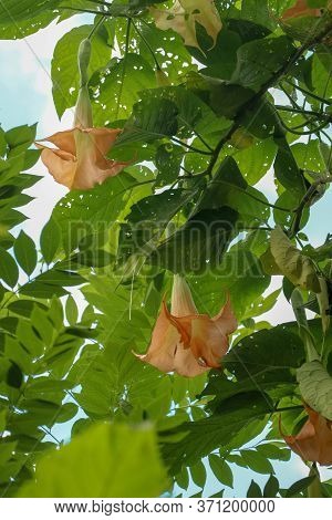 Orange Angels Trumpets Datura, Solanaceae, Brugmansia, The Large, Fragrant Flowers Give Them Their C