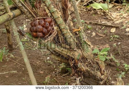 One Clump Of Salak Or Zalacca Fruit Will Soon Ripen And Can Be Picked. Sala Or Salak Or Zalacca, Swe