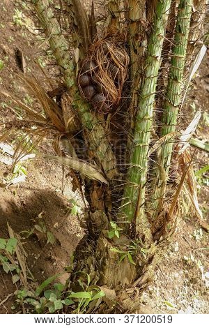 One Clump Of Salak Or Zalacca Fruit Will Soon Ripen And Can Be Picked. Sala Or Salak Or Zalacca, Swe
