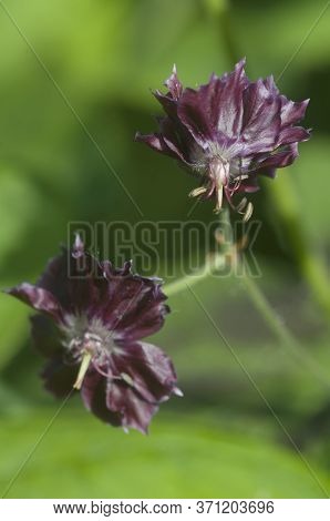 Garden Geranium (geranium Phaeum) Flowers, Macro Shot
