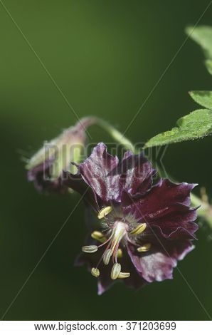 Garden Geranium (geranium Phaeum) Flowers, Macro Shot
