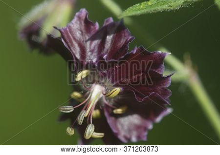 Garden Geranium (geranium Phaeum) Flowers, Macro Shot