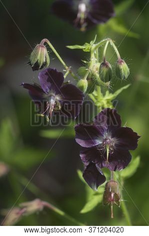 Garden Geranium (geranium Phaeum) Flowers, Macro Shot