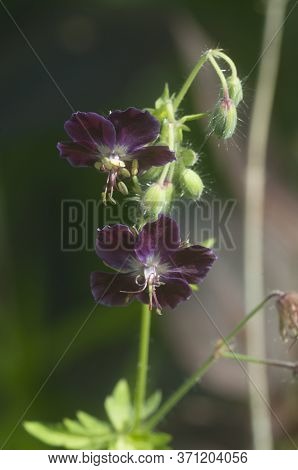 Garden Geranium (geranium Phaeum) Flowers, Macro Shot