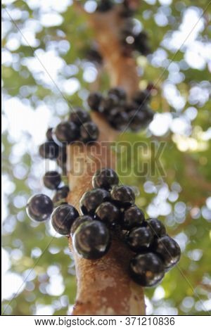 Conde, Bahia / Brazil - March 23, 2014: Jabuticabeira With Its Fruits. Jaboticaba Is Used In The Man