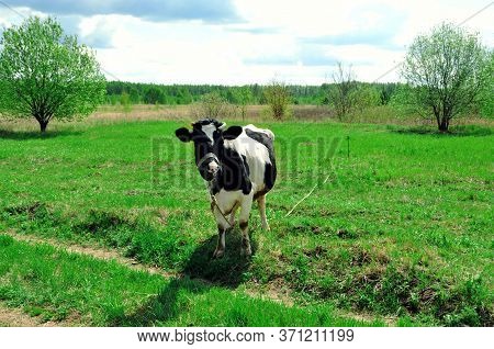 Cow On Green Meadow In Countryside. Pasture For Cattle. Cow In The Village In Fresh Air. White And B