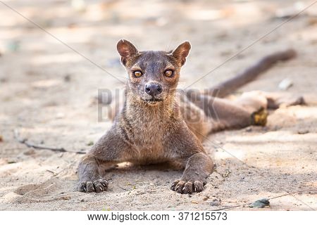 Endemic Madagascar Fossa On The Ground. High Quality Photo