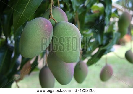 Salvador, Bahia / Brazil - November 20, 2017: Tommy Mango Plantation In The City Of Salvador.
