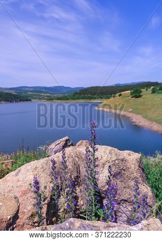 A Beautiful Lilac Field Flower Grows From A Stone On The Background Of A Mountain Lake. Alget Reserv