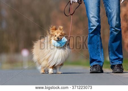 To Go For A Walk With A Shetland Shepdog With A Mask
